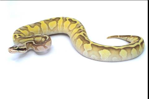 Baby Super Pastel Butter Enchi VG Ball Pythons