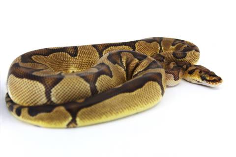 Baby Enchi Clown Ball Pythons