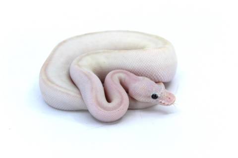 Baby Super Pastel Butter Ivory Ball Pythons