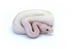 Baby Super Pastel Butter Ivory Ball Pythons