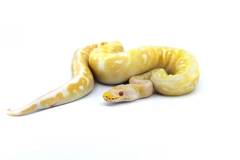 Baby Albino Pewter Ball Pythons