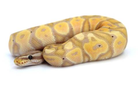 Baby Banana Chocolate Ball Pythons