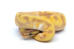 Baby Banana Enchi Piebald Ball Pythons