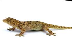Crocodile Geckos