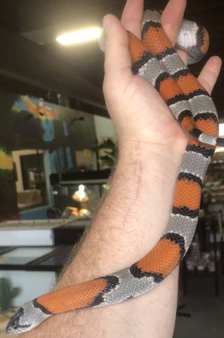 Sub Adult Grey Banded Kingsnakes