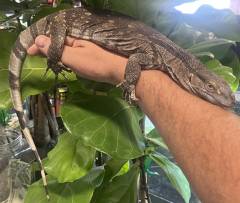 Small White Throat Monitors