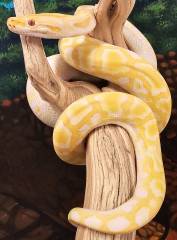 Medium Albino Burmese Pythons