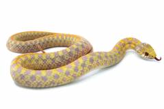 Medium Albino Checkered Garter Snakes