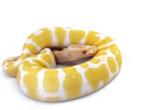 Baby Albino Pastel Yellow Belly Ball Pythons