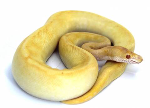 Baby Albino Enchi Pinstripe Ball Pythons