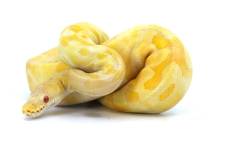 Baby Albino Enchi Ball Pythons