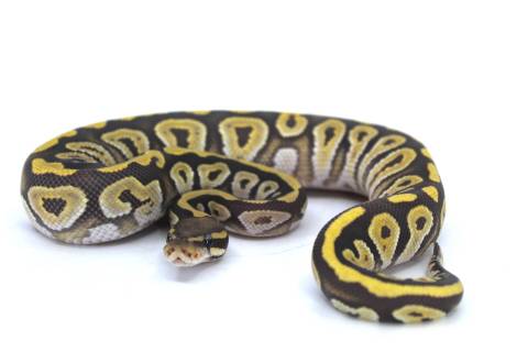 Baby Mojave Ghost Ball Pythons