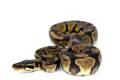 Baby USA Captive Bred Ball Pythons