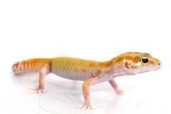 Adult Male RADAR Leopard Geckos