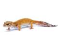 Adult Female Tangerine Leopard Geckos