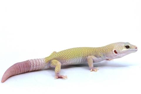 Adult Male Leucistic Leopard Geckos w/regrown tails