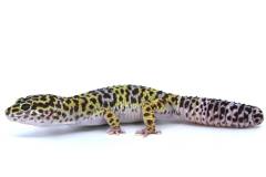 Adult Male High Yellow Leopard Geckos w/regrown tails