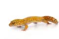 Adult Male Tremper Albino Tangerine Leopard Geckos