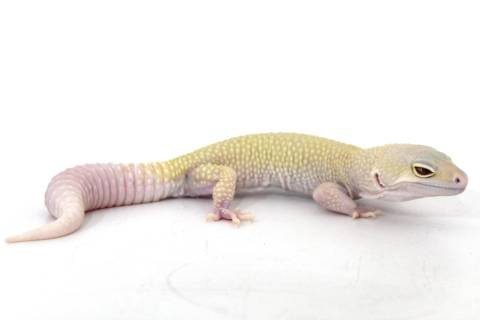 Adult Male Patternless Albino Leopard Geckos