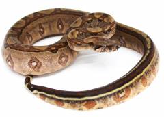 Baby Hypo Jungle Colombian Boas