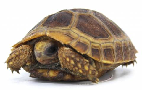 Baby Elongated x Travancore Tortoises w/extra scutes