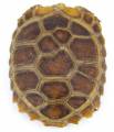 Baby Elongated x Travancore Tortoises w/extra scutes