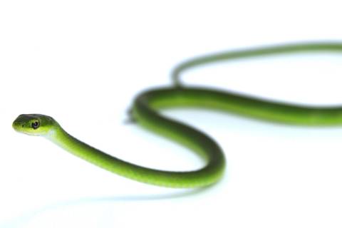 Rough Green Snakes