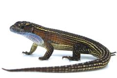 Giant Plated Lizards
