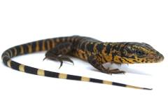 Baby Gold Tegus