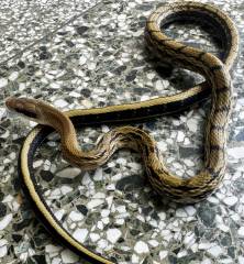 Small Chinese Beauty Snakes