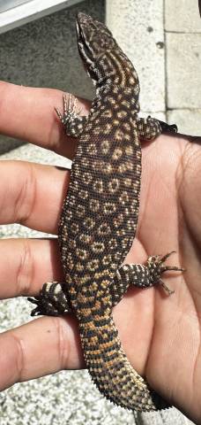 Baby Red Ackies Monitors