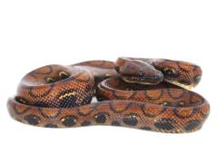 Adult Brazilian Rainbow Boas