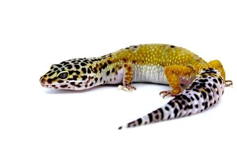 Adult Female Hypo Leopard Geckos