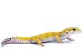 Adult Female Super Hypo Tangerine Leopard Geckos