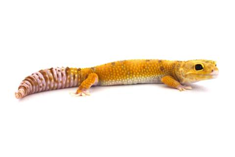 Adult Female Rainwater Tangerine Albino Leopard Geckos