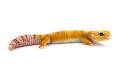 Adult Female Rainwater Tangerine Albino Leopard Geckos