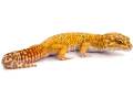 Adult Female Tremper Albino Tangerine Leopard Geckos