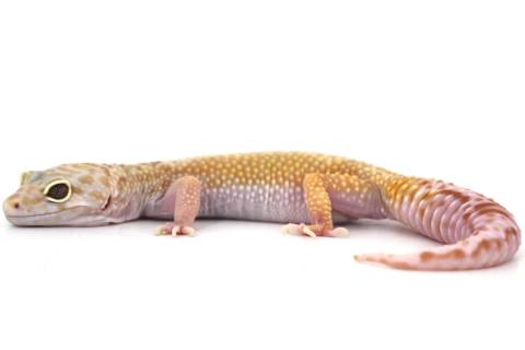 Adult Female Jungle Tremper Albino Leopard Geckos