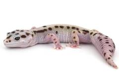 Adult Female Bold Jungle Leopard Geckos