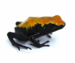 Orange Splashback Dart Frogs