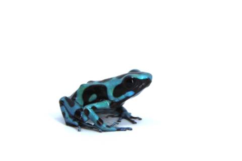 Green & Bronze Auratus Dart Frogs