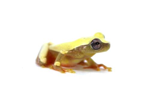 Patternless Triangle Tree Frogs