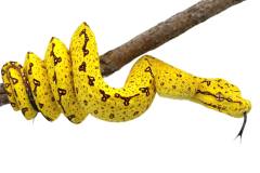 Baby Yellow Biak Green Tree Pythons