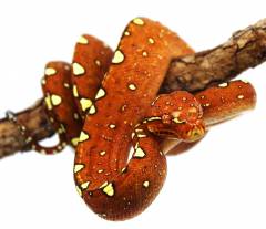 Baby Red Biak Green Tree Pythons