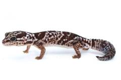 Adult Whiteout African Fat Tailed Geckos