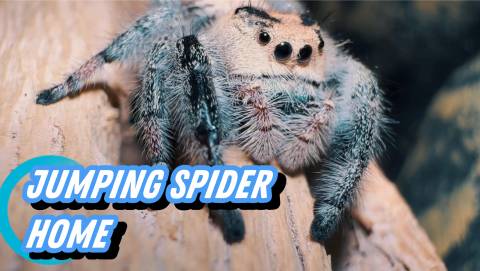 Jumping Spider Complete Setup