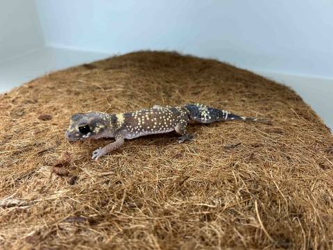 Australian Barking Geckos