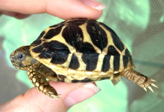 Baby Indian Star Tortoises