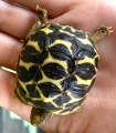 Baby Indian Star Tortoises