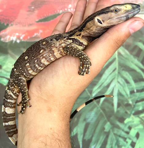 Baby Black Throat Monitors